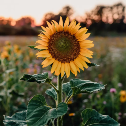 ingredients vallpo523.zvc5.0o